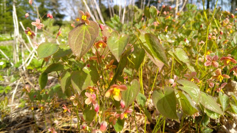 Epimedium pubigerum 'Orange Königin' Kõrge haldjatiib (epimeedium)